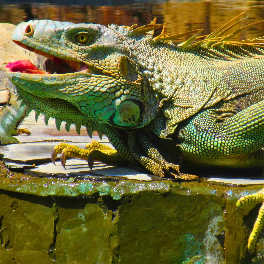 The Art of Casado: A Costa Rican Classic (includes complimentary surprise dessert)